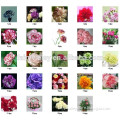 2015 Latest Mixed Color Single Color Carnation Seeds For Growing
